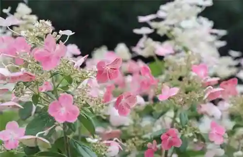 绣球花图片(绣球花多少钱一盆)插图77
