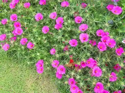 太阳花图片(太阳花十大品种)