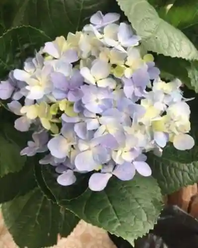 绣球花图片(绣球花多少钱一盆)插图2
