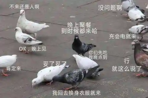 神典最强阵容搭配推荐(神将三国阵容搭配表图)