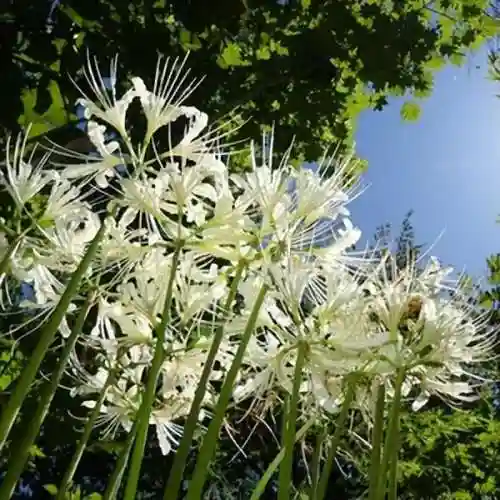 彼岸花是国家几级保护花(摘了彼岸花要坐牢吗)插图20
