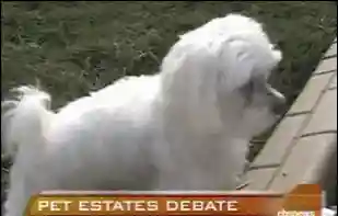 马尔济斯犬(马尔济斯犬适合哪些人饲养)插图1