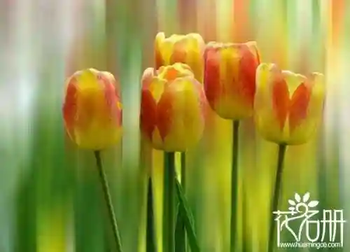 花语是压抑绝望的花(花语是孤独忧郁的花)