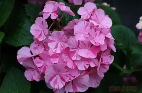 绣球花图片(绣球花多少钱一盆)插图39