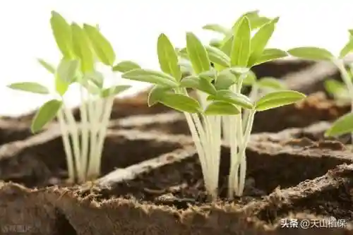 植物大战僵尸消毒阵容搭配(植物僵尸最强阵容)