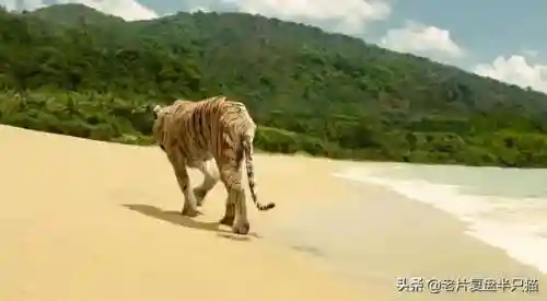 少年派的奇幻漂流(少年派隐喻深度解析)插图31