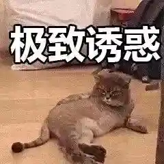 网上特别火的那个猫表情包(猫咪摇头表情包动图)插图11 网上特别火的那个猫表情包(猫咪摇头表情包动图)插图11