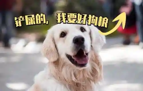 适合穷人养的狗(养什么狗最省心又便宜)插图12