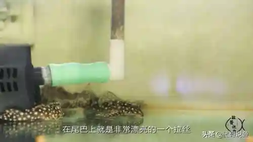 异形皇后搭配什么阵容最好(异次元公主最强阵容)插图9