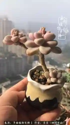 法师加养娃阵容搭配(22级法师招什么宝宝)插图17