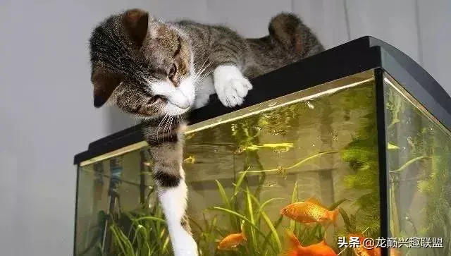 动物之战养鱼推荐阵容搭配(动物大联盟伤害最高搭配)插图14