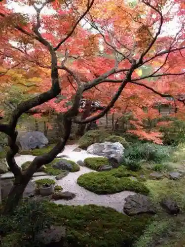 5阶植物最强阵容搭配(十个最不值得升五阶的植物)插图5