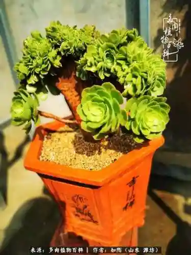养娃阵容法师怎么搭配技能(传奇法师招什么宝宝最厉害)插图16