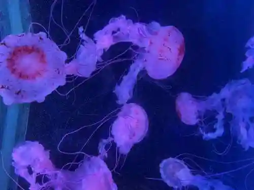 后期最强盾牌阵容搭配图(神火盾最强搭配)插图6 后期最强盾牌阵容搭配图(神火盾最强搭配)插图6