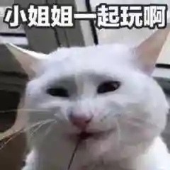 网上特别火的那个猫表情包(猫咪摇头表情包动图)插图1 网上特别火的那个猫表情包(猫咪摇头表情包动图)插图1