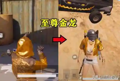 金龙至尊阵容搭配图片最新(金龙鱼混养最佳搭配)插图1