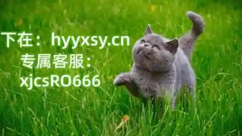 白嫖攻速流搭配阵容(云顶之弈攻速最快的英雄)插图3