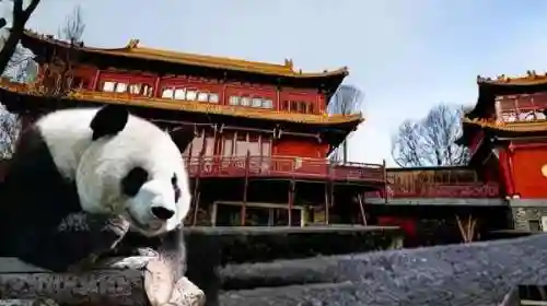 熊猫把哪个国家吃穷了(大熊猫其他国家有吗)插图4