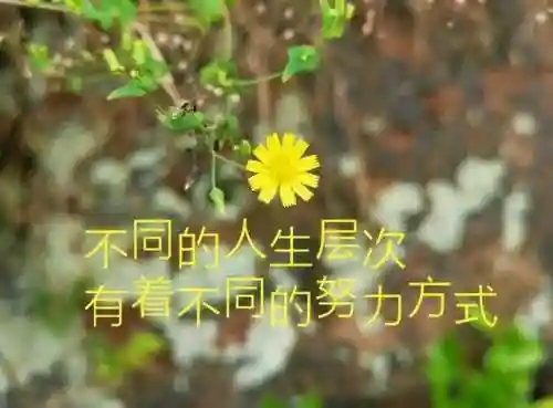阴阳师破晓之光阵容搭配(阴阳师全sr阵容搭配推荐)插图7