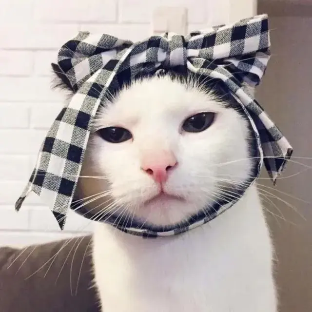 猫咪吃鸡阵容搭配图片(吃鸡抽猫咪套装皮肤)插图12