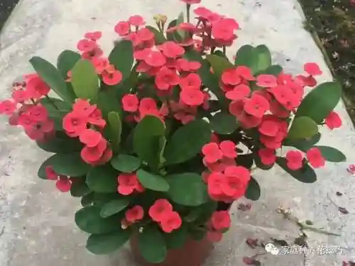 欢乐大作战虎刺搭配阵容(斗罗大陆老虎阵容搭配)插图2