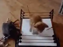 猫咪打架厉害的阵容搭配(一刀传世打架厉害的职业搭配)插图3