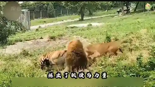 王者对决老虎阵容搭配图(王者阵容搭配需要注意什么)