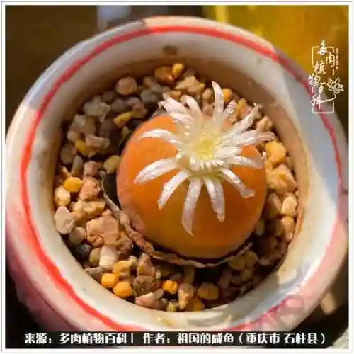 咸鱼推土阵容搭配图片高清(咸鱼之王2000以内推图阵容)插图22