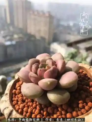 法师加养娃阵容搭配(22级法师招什么宝宝)插图24