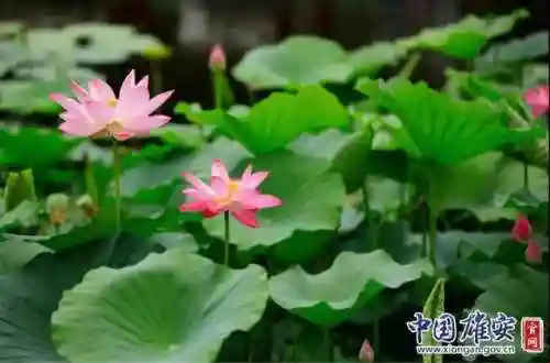猫之城菡萏曲阵容搭配(云上城之歌助阵宠物)插图2
