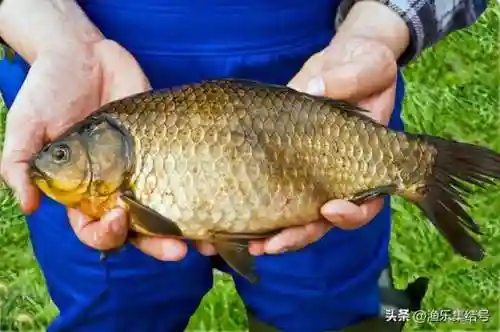 竞技主线怎样搭配阵容好(剑与远征竞技场最强阵容)
