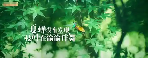 奇妙小森林所有阵容搭配(奇妙探险队2最强阵容)