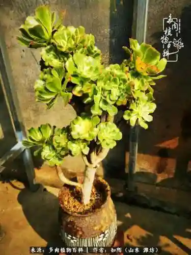 养娃阵容法师怎么搭配技能(传奇法师招什么宝宝最厉害)插图26