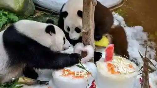 熊猫把哪个国家吃穷了(大熊猫其他国家有吗)插图6