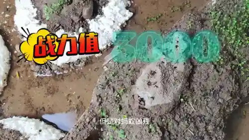 蚂蚁大战阵容怎么搭配(蚁族崛起最强阵容推荐)插图1