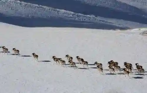 雪域游侠最新阵容搭配图(苍山负雪全门派阵容)插图3