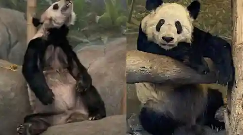 熊猫把哪个国家吃穷了(大熊猫其他国家有吗)插图11