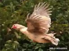 巨魔阵容成员搭配表(魔王伙伴最强阵容)