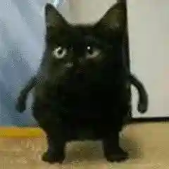 网上特别火的那个猫表情包(猫咪摇头表情包动图)插图26 网上特别火的那个猫表情包(猫咪摇头表情包动图)插图26