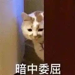 网上特别火的那个猫表情包(猫咪摇头表情包动图)插图9 网上特别火的那个猫表情包(猫咪摇头表情包动图)插图9