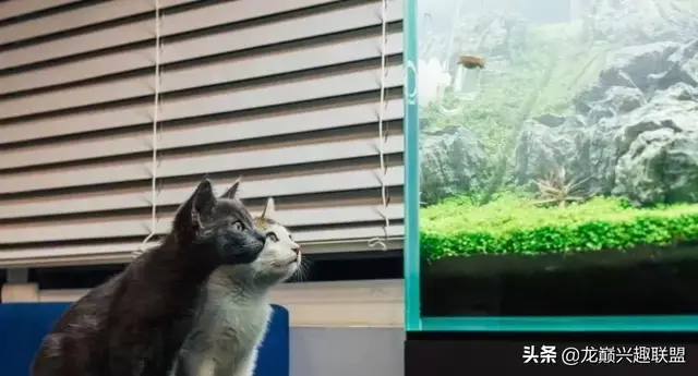 动物之战养鱼推荐阵容搭配(动物大联盟伤害最高搭配)