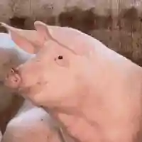 搞笑动态表情包(搞笑GIF图片)插图25