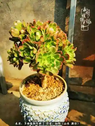 养娃阵容法师怎么搭配技能(传奇法师招什么宝宝最厉害)插图27
