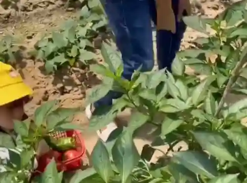 摩尔庄园杰克南瓜酥(摩尔庄园电脑版怎么获得南瓜)插图1