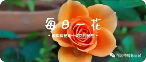冰蓝女王阵容怎么搭配(崩坏3女王阵容最佳搭配)