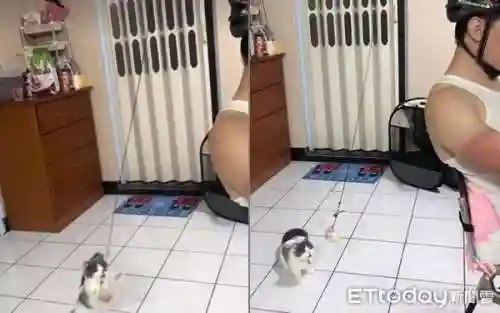 逗猫神器推荐阵容搭配最新(猫三国平民最强阵容)