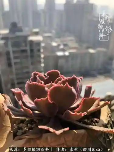 法师加养娃阵容搭配(22级法师招什么宝宝)插图27
