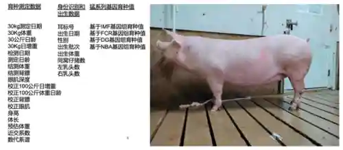 王者荣耀养猪场阵容搭配(王者荣耀养猪流怎么破)插图1