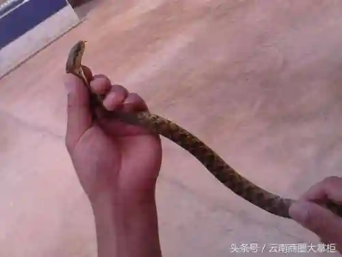 动物之战喜鹊阵容搭配图(超能战鸡阵容推荐最新)插图1