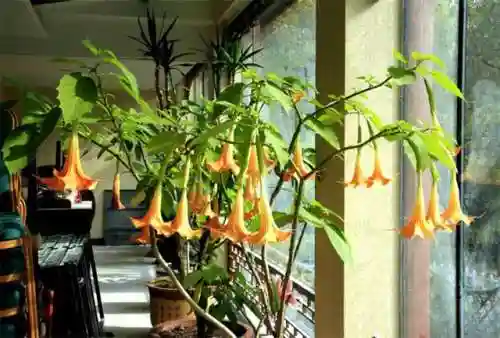 曼陀罗的花语(曼陀罗在佛教的意义)
